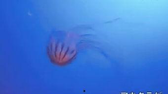 水母jellyfish日本电影,探寻日本深海奇观
